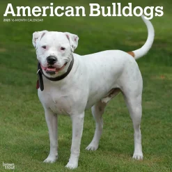 BrownTrout 2025 American Bulldogs 12" x 12" Monthly Square Wall Calendar (9781975478223) Online