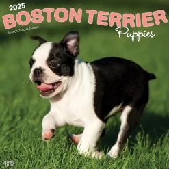 BrownTrout 2025 Boston Terrier Puppies 12" x 12" Monthly Wall Calendar (9781975476694) New